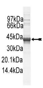 SDS-PAGE (TEK-243H).jpg